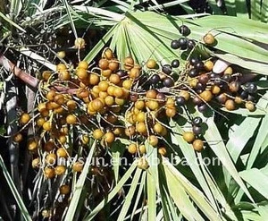100% Natural Plant Powder Saw Palmetto Extract