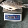 2 Cut Tilapia fish with 20% Glazing China seafood factory