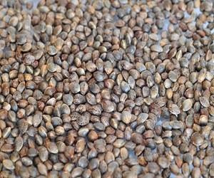 2019 well selected best bulk shelled hulled hemp seed price for sale