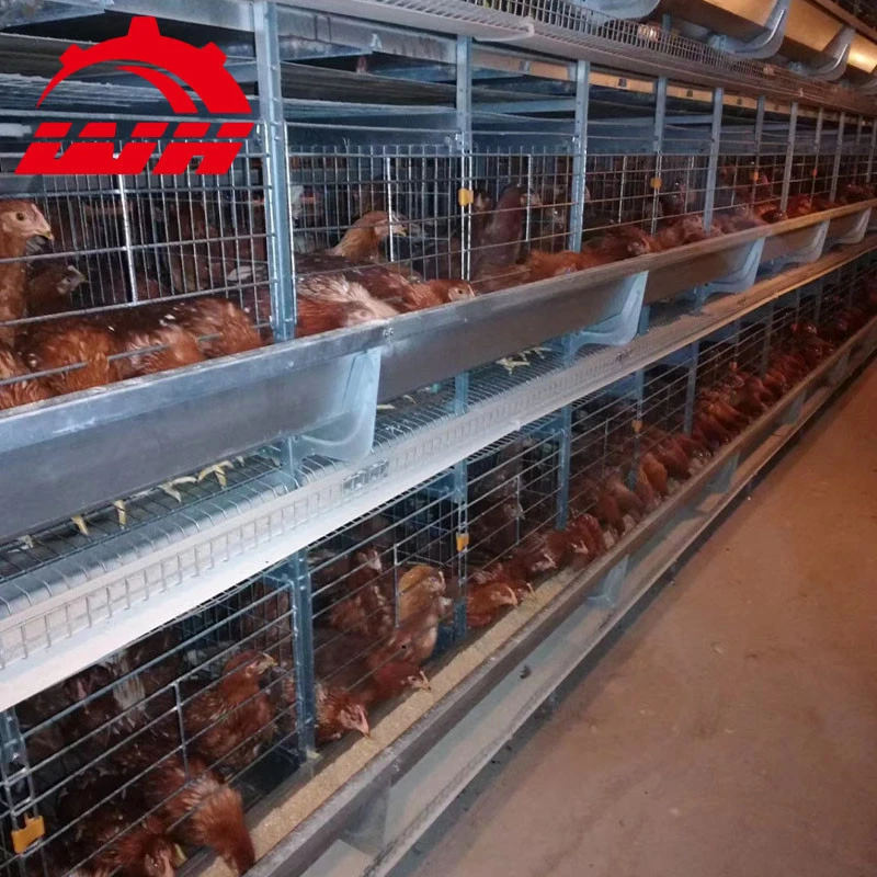 2020 Hot Sale Automatic 4 tiers farm chicken cage