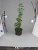 Import 340 Dark Brown Decorative Plants Square Flower Pot from Japan