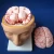 Import 9 Parts Brain Medical Model with Arteries and Head, Biological School Teaching Brain Model from China