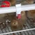 A type automatic feeders and drinking system used in chicken cages