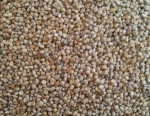 Animal feed green millets for sale in bulk