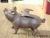 Import Antique flying pig statue cast iron fly pig for home decor from China