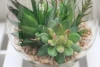 artificial ornamental plants succulent plants with grass pot series # 3