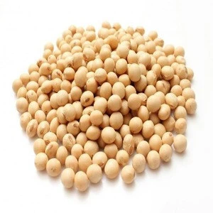 beans, soya beans, soybeans Seeds
