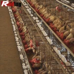 Big Sale Poultry Egg Layer chickens farm chicken shed equipment increasing eggs production
