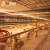 Import Broiler Equipment New Design High Tech Automatic Poultry Farming Broiler Chicken Cages from China
