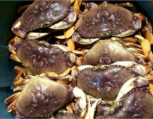 Buy quality Frozen high quality hairy crab