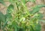 Import china oak wood vinegar liquid pyroligneous acid leaf fertilizer from China