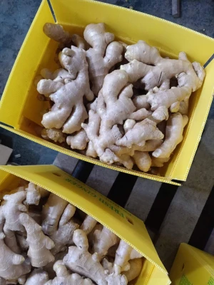 chinese mature super ginger HIGH QUALITY FRESH GINGER FOR SALE WITH EXPORT STANDARD