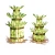 Import Distribute natural plant bonsai 3 layer lucky bamboo tower succulent sansevieria from China