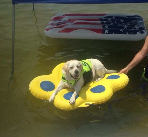 Buy Dog Pool Float Inflatable Ride On Paw Raft For Pets Swimming from ...