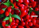 Dried Fruit/frozen goqi berries /dried goqi berr sale