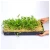 Import Durable reuse flexible Black large plastic wheatgrass microgreen seed trays black hydroponic Generation kit seed flat flat tray from China
