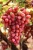 Import EGYPTIAN FRESH GRAPES ready to export for Malaysia Air ports from Egypt