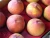 Import egyptian fresh peach high quality A from Egypt