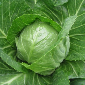 Export from Ukraine green from 20 tons Fresh Cabbage