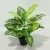 Import factory wholesale simulation plant indoor decorative artificial evergreen plant from China