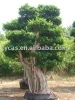 Ficus bonsai Tree