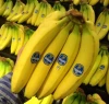 Fresh Banana , Fresh crop from Egypt , ready to export , Cavendish Banana wholesale price