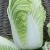 Import FRESH CELERY CABBAGE from South Africa