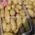 fresh Holland potato fresh potato buyer