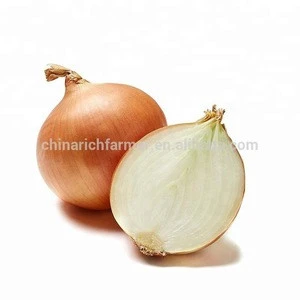 Fresh Holland Yellow Onion in Mesh Bags