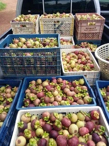 Fresh Mangosteen Fruit For Sale