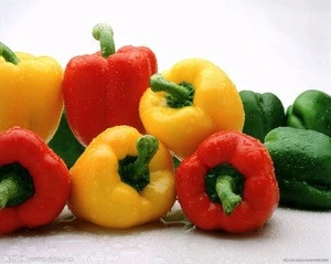 fresh natural yellow red color capsicum