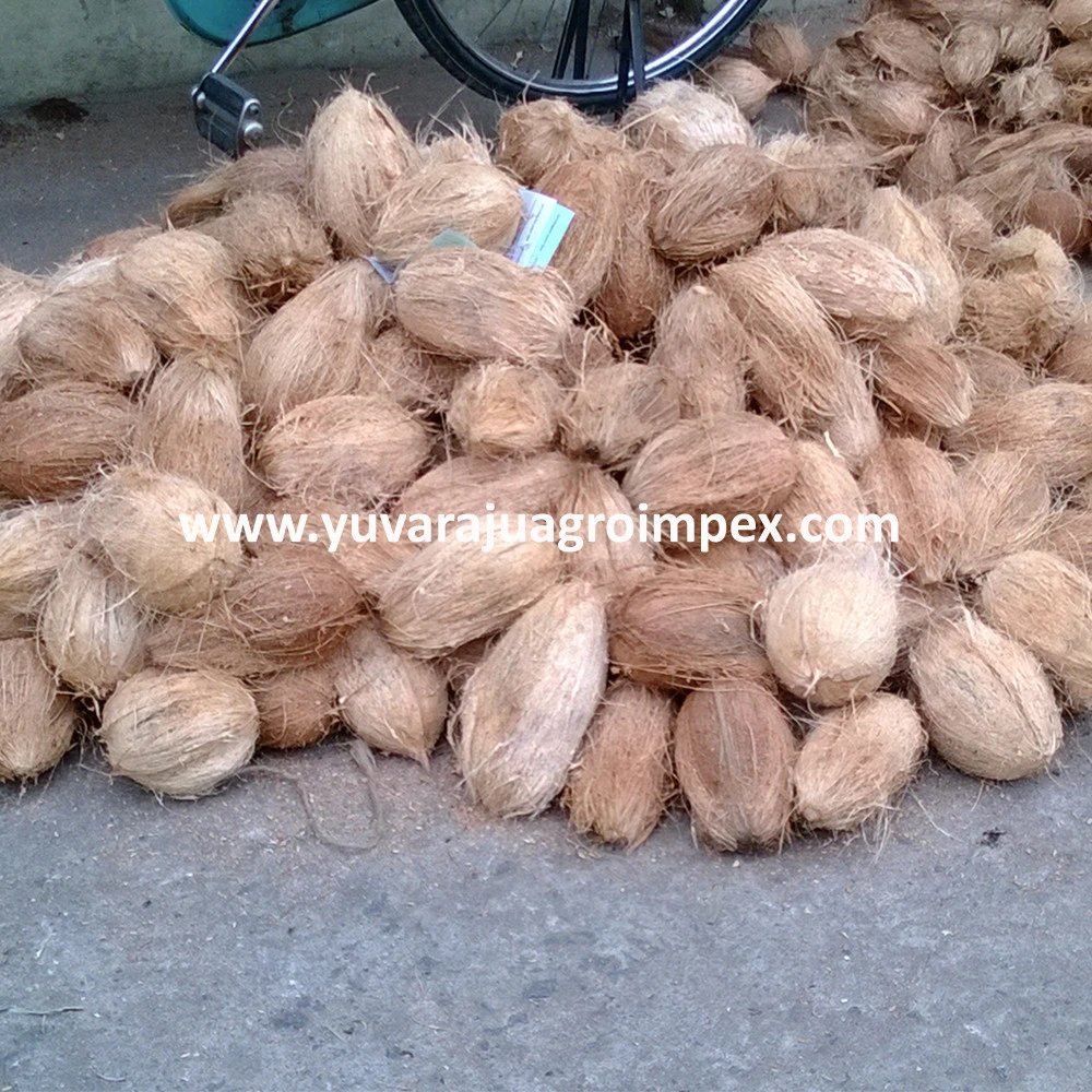 Fresh Semi Husked Coconut Exporters In India To United States / Philippines / UK