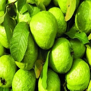 Fresh sweet GUAVA for sale