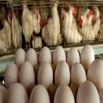 Fresh Table Eggs( White Shell Chicken Eggs)