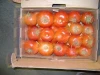 Fresh tomato for sale