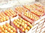 FRESH TOMATO