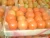 Import Fresh tomatoes in high quality form Egypt from Egypt