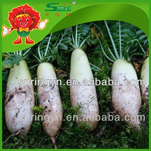 Fresh vegetable Organic certificated radish large white radish