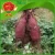 Import Fresh vegetables fresh potatoes organic Chinese purple sweet potato for sale from China