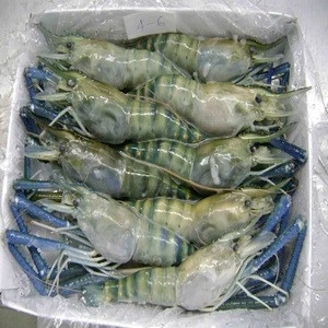 Frozen fresh whole round Black Tiger Shrimps