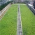 Import Green roof Dimple waterproof drain board from China