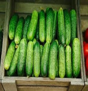 High Quality Fresh Cucumber/Frozen Cucumber