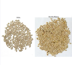 high quality healthy Sesame seeds new crop 2014