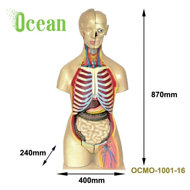High quality Medical Science Human transparent anatomy torso model