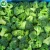Import Hot-sale grade A fresh organic vegetables frozen broccoli from China