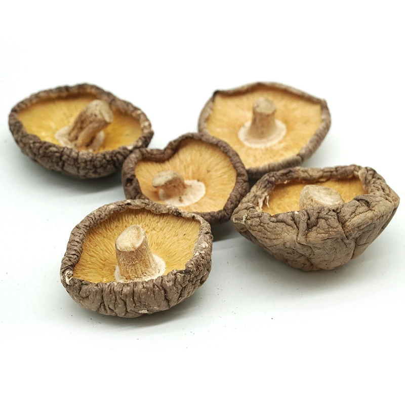 Hot sale Organic green natural 4-5cm dried mushroom made in China