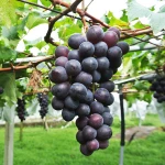 Hot Sales Premium Black Fresh Red Purple Green Fruits Seeded Grape