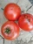 Import hybrid vegetable seeds high yield quality tomato seeds from China