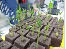 Hydroponics Farming Foam Soilless Culture Vegetable Seeds Tray Grow Sponge