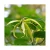 Import Japan "Mabio" New Organic Lemongrass Essential Oil Bulk On Sale from Japan